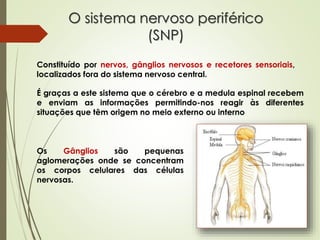 É graças a este sistema que o cérebro e a medula espinal recebem
e enviam as informações permitindo-nos reagir às diferentes
situações que têm origem no meio externo ou interno
Constituído por nervos, gânglios nervosos e recetores sensoriais,
localizados fora do sistema nervoso central.
O sistema nervoso periférico
(SNP)
Os Gânglios são pequenas
aglomerações onde se concentram
os corpos celulares das células
nervosas.
 