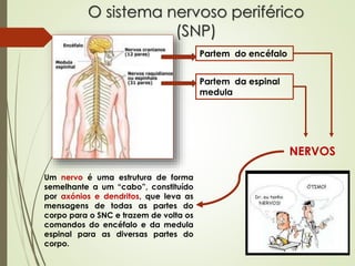 O sistema nervoso periférico
(SNP)
Partem do encéfalo
Partem da espinal
medula
NERVOS
Um nervo é uma estrutura de forma
semelhante a um “cabo”, constituído
por axónios e dendritos, que leva as
mensagens de todas as partes do
corpo para o SNC e trazem de volta os
comandos do encéfalo e da medula
espinal para as diversas partes do
corpo.
 