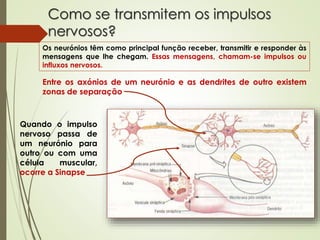 Como se transmitem os impulsos
nervosos?
Entre os axónios de um neurónio e as dendrites de outro existem
zonas de separaçã...