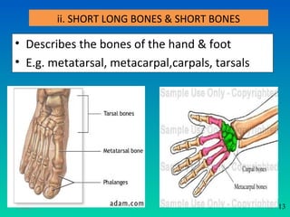 ii. SHORT LONG BONES & SHORT BONES

• Describes the bones of the hand & foot
• E.g. metatarsal, metacarpal,carpals, tarsals




11/26/12                                         13   13
 