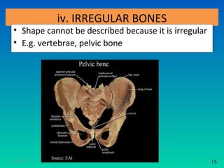 iv. IRREGULAR BONES
• Shape cannot be described because it is irregular
• E.g. vertebrae, pelvic bone




11/26/12                                          15 15
 