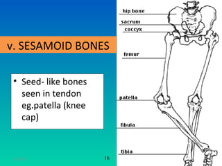 v. SESAMOID BONES

 • Seed- like bones
   seen in tendon
   eg.patella (knee
   cap)



 11/26/12             16   17
 
