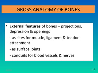 GROSS ANATOMY OF BONES

• External features of bones – projections,
  depression & openings
  - as sites for muscle, ligament & tendon
  attachment
  - as surface joints
  - conduits for blood vessels & nerves


11/26/12                                      18 17
 