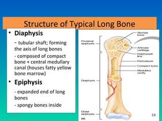 Structure of Typical Long Bone
• Diaphysis
  - tubular shaft; forming
   the axis of long bones
   - composed of compact
   bone + central medullary
   canal (houses fatty yellow
   bone marrow)
• Epiphysis
   - expanded end of long
   bones
   - spongy bones inside
11/26/12                                     19
                                            20
 