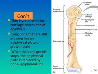 Con`t
  Thin layer of articular
   cartilage covers end of
   epiphysis
  Long bone that are still
   growing has an
   epiphyseal plate or
   growth plate
  When the bone growth
   stops, the epiphyseal
   plate is replaced by
   bone- epiphyseal line
11/26/12                      21   20
 