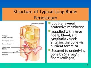 Structure of Typical Long Bone:
                     Periosteum
                           double-layered
                            protective membrane
                           supplied with nerve
                            fibers, blood, and
                            lymphatic vessels
                            entering the bone via
                            nutrient foramina
                           Secured to underlying
                            bone by Sharpey’s
                            fibers (collagen)
11/26/12                                        22   21
 