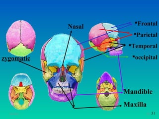 Frontal
             Nasal
                        Parietal
                      Temporal

zygomatic              occipital




                     Mandible
                     Maxilla
  11/26/12                     26   31
 