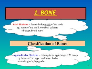 1. BONE
           Axial Skeleton – forms the long axis of the body
               eg. bones of the skull, vertebral column,
                    rib cage, hyoid bone




                         Classification of Bones

           Appendicular Skeleton – relating to an appendage, 126 bones
              eg. bones of the upper and lower limbs,
              shoulder girdle, hip girdle
11/26/12                                                                 3   4
 