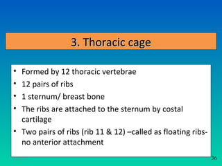 3. Thoracic cage

• Formed by 12 thoracic vertebrae
• 12 pairs of ribs
• 1 sternum/ breast bone
• The ribs are attached to the sternum by costal
  cartilage
• Two pairs of ribs (rib 11 & 12) –called as floating ribs-
  no anterior attachment
11/26/12                                                  31   36
 