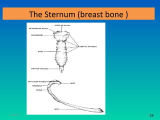 The Sternum (breast bone )




11/26/12                                33
                                         38
 
