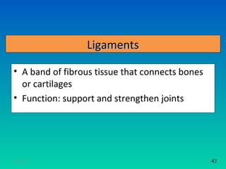 Ligaments

• A band of fibrous tissue that connects bones
  or cartilages
• Function: support and strengthen joints




11/26/12                                          43
                                                 36
 