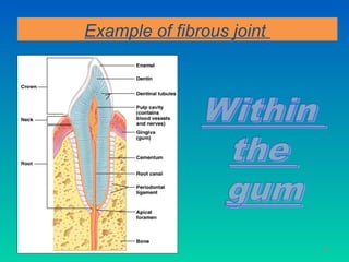 Example of fibrous joint




11/26/12                              45
 