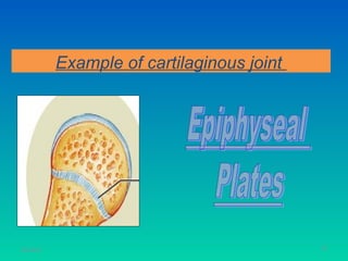 Example of cartilaginous joint




11/26/12                                    47
 