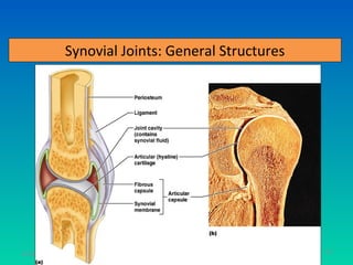 Synovial Joints: General Structures




11/26/12                                         52
 