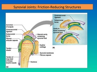 Synovial Joints: Friction-Reducing Structures




11/26/12                                                   53
 