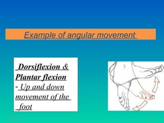 Example of angular movement


     Dorsiflexion &
    Plantar flexion
    - Up and down
    movement of the
      foot
11/26/12                                 59
 
