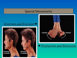 Special Movements


Inversion and Eversion




                         Protraction and Retraction

11/26/12                                       63
 