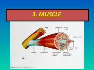 3. MUSCLE




11/26/12               72
 