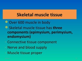 Skeletal muscle tissue
Over 600 muscle in body
Skeletal muscle tissue has three
  components (epimysium, perimysium,
  endomysium)
- Connective tissue component
- Nerve and blood supply
- Muscle tissue proper
11/26/12                               77
 
