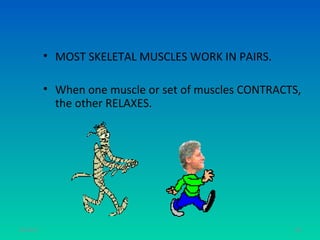 • MOST SKELETAL MUSCLES WORK IN PAIRS.

           • When one muscle or set of muscles CONTRACTS,
             the other RELAXES.




11/26/12                                                84
 