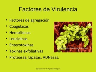Factores de Virulencia
•   Factores de agregación
•   Coagulasas
•   Hemolisinas
•   Leucidinas
•   Enterotoxinas
•   Toxinas exfoliativas
•   Proteasas, Lipasas, ADNasas.

                  Departamento de Agentes Biológicos
 