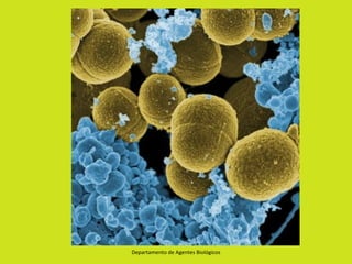 Departamento de Agentes Biológicos
 