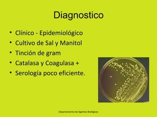 Diagnostico
•   Clínico - Epidemiológico
•   Cultivo de Sal y Manitol
•   Tinción de gram
•   Catalasa y Coagulasa +
•   Serología poco eficiente.




                   Departamento de Agentes Biológicos
 
