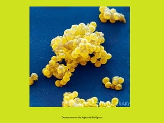 Departamento de Agentes Biológicos
 