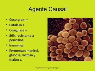 Agente Causal
• Coco gram +
• Catalasa +
• Coagulasa +
• 86% resistente a
  penicilina.
• Inmoviles.
• Fermentan manitol,
  glucosa, lactosa y
  maltosa.

                 Departamento de Agentes Biológicos
 
