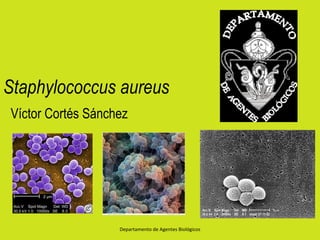 Staphylococcus aureus
Víctor Cortés Sánchez




                   Departamento de Agentes Biológicos
 