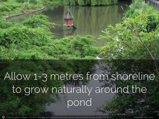 5 Steps to Control Algae Growth in Your Pond