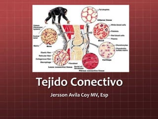 Tejido Conectivo
Jersson Avila Coy MV, Esp
 