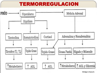 TERMORREGULACION




Fisiología U. de Caldas                      MV Edgar H. Murcia M.
 