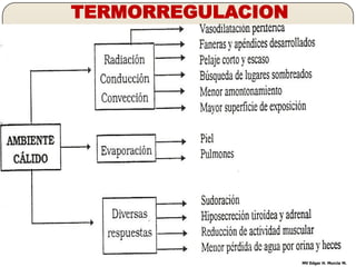TERMORREGULACION




Fisiología U. de Caldas                      MV Edgar H. Murcia M.
 