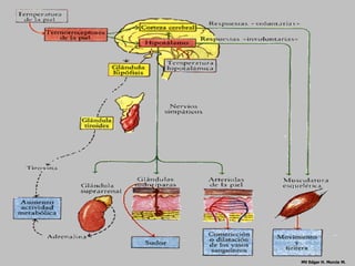 TERMORRECEPTORES




                   MV Edgar H. Murcia M.
 
