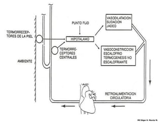 TERMORREGULACION




                   MV Edgar H. Murcia M.
 