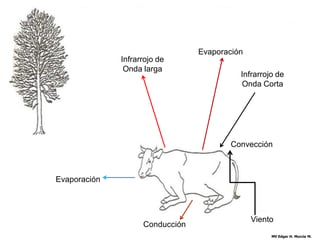 Evaporación
                 Infrarrojo de
                  Onda larga
                                                  Infrarrojo de
                                                  Onda Corta
     Infrarrojo de           Infrarrojo de
      Onda larga              Onda larga



                                                Convección



Evaporación




                                                      Viento
                       Conducción
                                                           MV Edgar H. Murcia M.
 