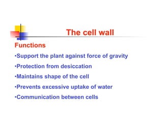 The cell wall
Functions
•  upport the plant against force of gravity
 S
•  rotection from desiccation
 P
•  aintains shape of the cell
 M
•  revents excessive uptake of water
 P
•  ommunication between cells
 C
 