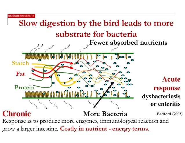 the role of intestinal health in broiler production e o protein absorption rate chart
