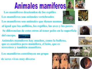 Los mamíferos descienden de los reptiles Los mamíferos son animales vertebrados   al igual que los anfibios, los reptiles, las aves y los peces. Se diferencian de estos otros al tener pelos en la superficie  del cuerpo. Animales mamiferos Los mamíferos son animales que tienen mamas Animales mamíferos hay muchos, como la ballena,  que es acuática pero mamífero, el león, que es  terrestres y también mamífero. Los mamíferos constituyen un grupo   de seres vivos muy   diverso  