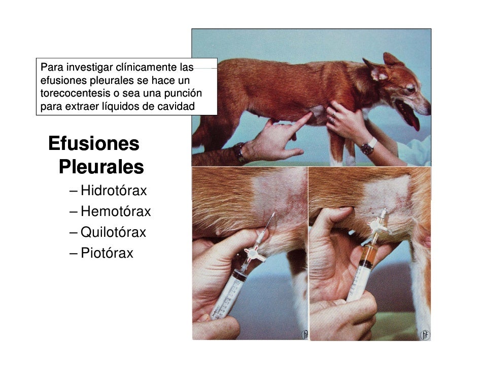 Resultado de imagen para imagenes de pleuritis canina