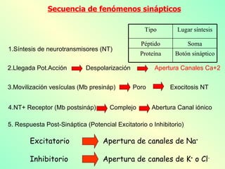 Secuencia de fenómenos sinápticos 1.Síntesis de neurotransmisores (NT) 2.Llegada Pot.Acción  Despolarización  Apertura Can...