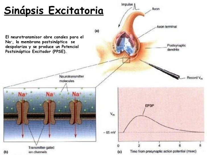 Resultado de imagen para sinapsis excitatoria