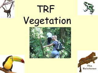 TRF
Vegetation
 
