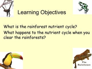 Learning Objectives

What is the rainforest nutrient cycle?
What happens to the nutrient cycle when you
clear the rainforests?
 