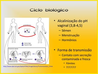 Ciclo biológico
                                                                      • Alcalinização do pH
                                                                        vaginal (3,8-4,5)
                                                                         – Sêmen
                                                                         – Menstruação
                                                                         – Hormônios


                                                                      • Forma de transmissão
                                                                         – Contato com secreção
                                                                           contaminada e fresca
                                                                            • Fômites
http://www.dpd.cdc.gov/dpdx/HTML/ImageLibrary/Trichomoniasis_il.htm
                                                                            • ?!?!?!?!?
 