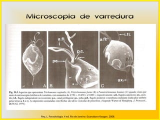Microscopia de varredura




   Rey, L. Parasitologia. 4 ed. Rio de Janeiro: Guanabara-Koogan. 2008.
 