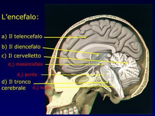 L’encefalo:

a) Il telencefalo

b) Il diencefalo
c) Il cervelletto
  d1) mesencefalo

      d2) ponte
d) Il tronco
cerebrale d3) bulbo
 