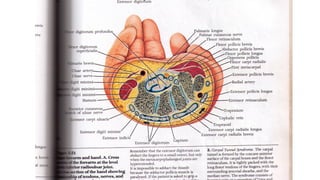 Inner Forearm Layout.pdf 5- upper limb- forearm - 1.pdf university | PDF