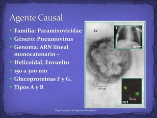 Familia: Paramixoviridae Género: Pneumovirus Genoma: ARN lineal monocatenario – Helicoidal, Envuelto 150 a 300 nm Glucoproteinas F y G. Tipos A y B Departamento de Agentes Biológicos 